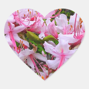 Azalea-Blume Herz-Aufkleber