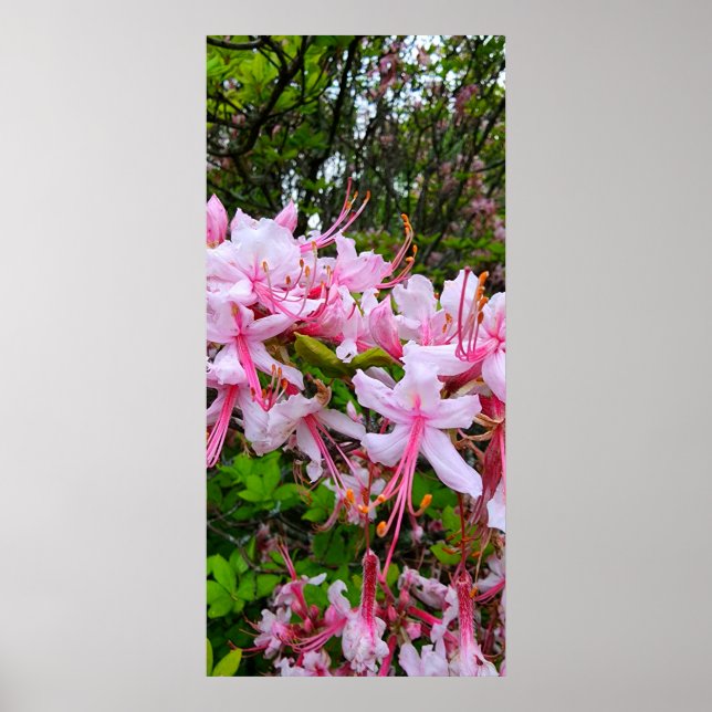 Azalea-Blume Poster (Vorne)