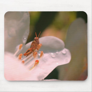 Azalea Blume und Grasshopper Mousepad