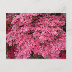 Azalea-Cluster Postkarte