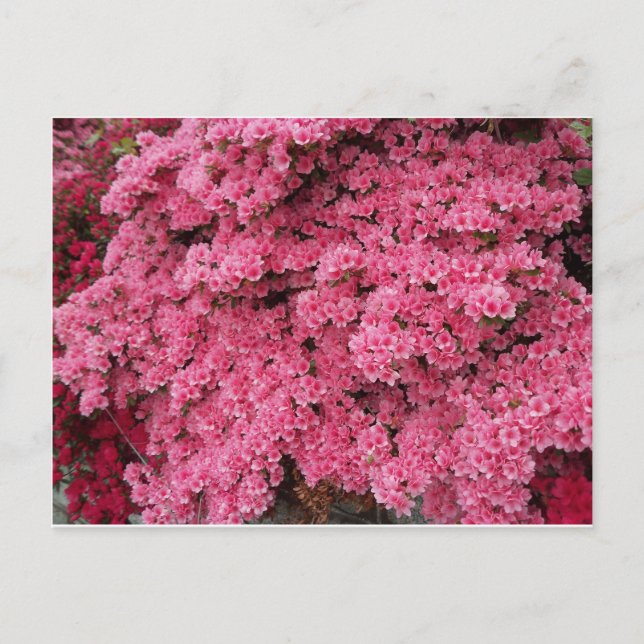 Azalea-Cluster Postkarte (Vorderseite)