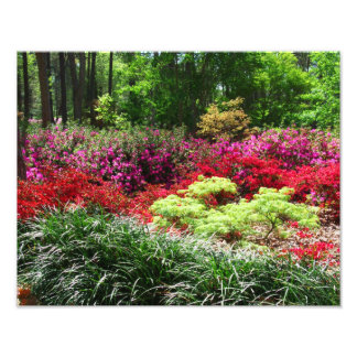 Azalea Gardens Fotodruck