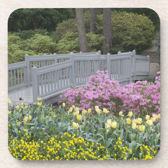 Azalea Heath Family (Ericaceae), Tulip und Untersetzer (Vorderseite)