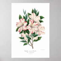 Azalea indica bealii