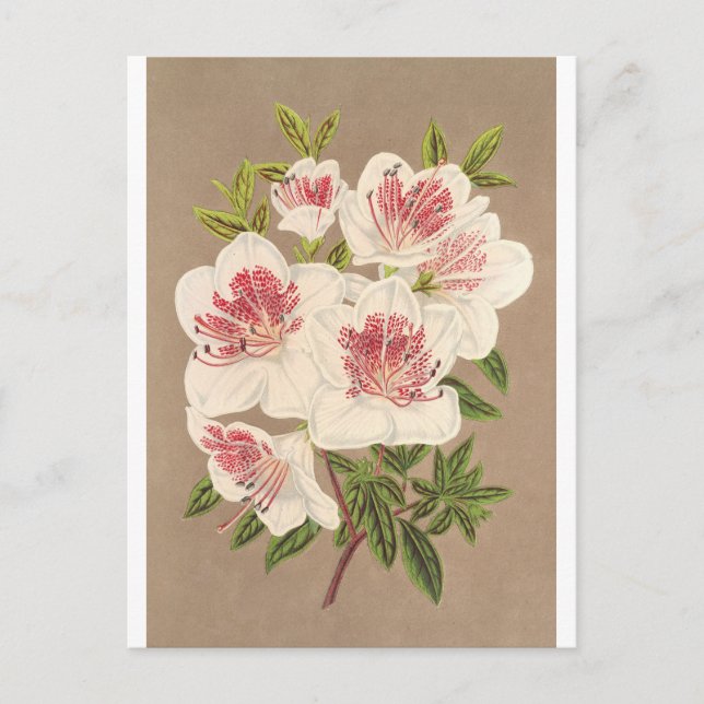 Azalea (indica) Reine des Pays-Bas von Lemaire Postkarte (Vorderseite)