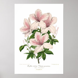 Azalea indica - Vittata punctata Poster