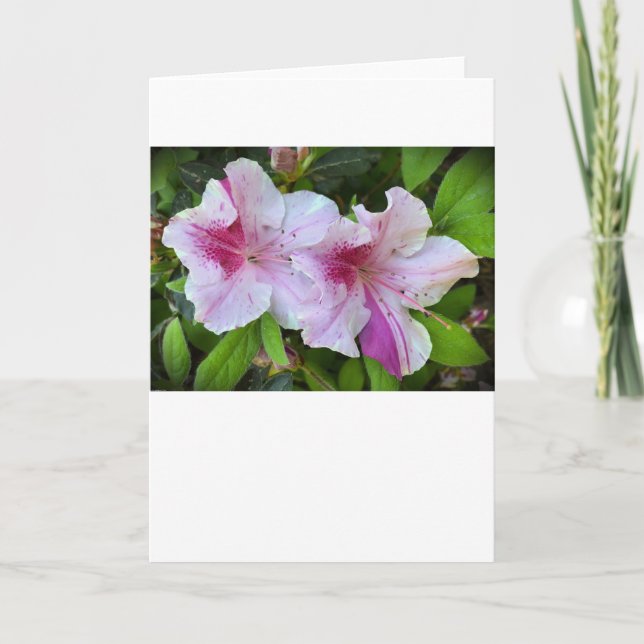 Azalea, Karte (Vorderseite)