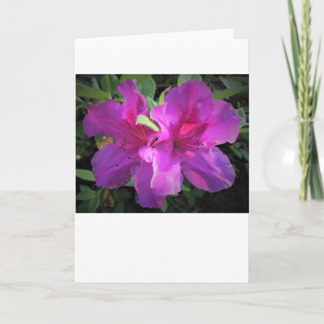 Azalea, Karte (Vorderseite)