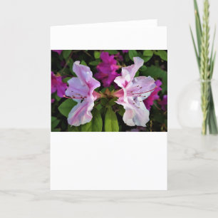 Azalea, Karte