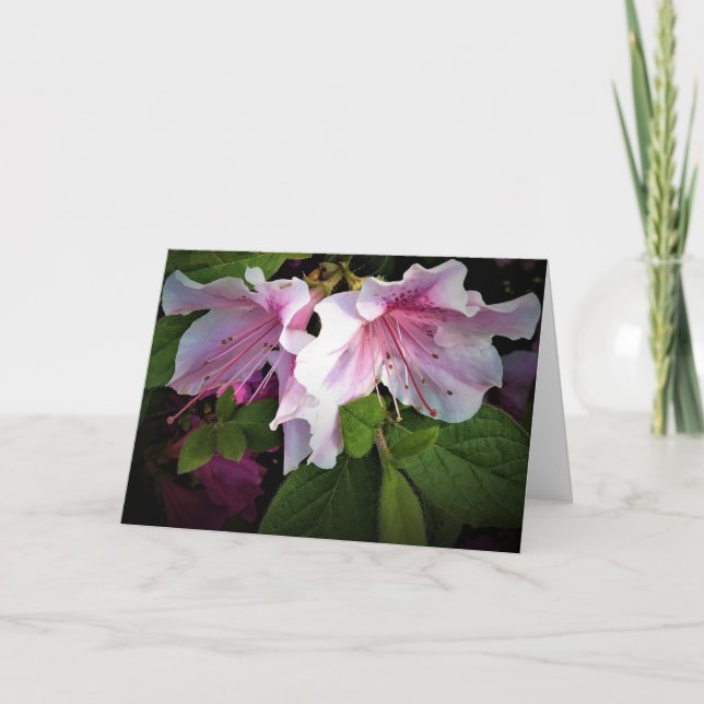 Azalea, Karte (Vorderseite)