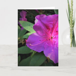 Azalea, Karte