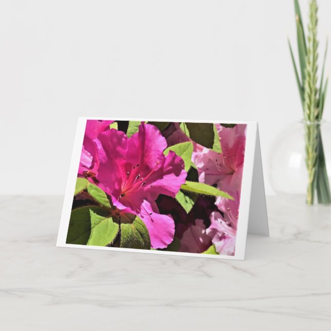 Azalea, Karte (Vorderseite)