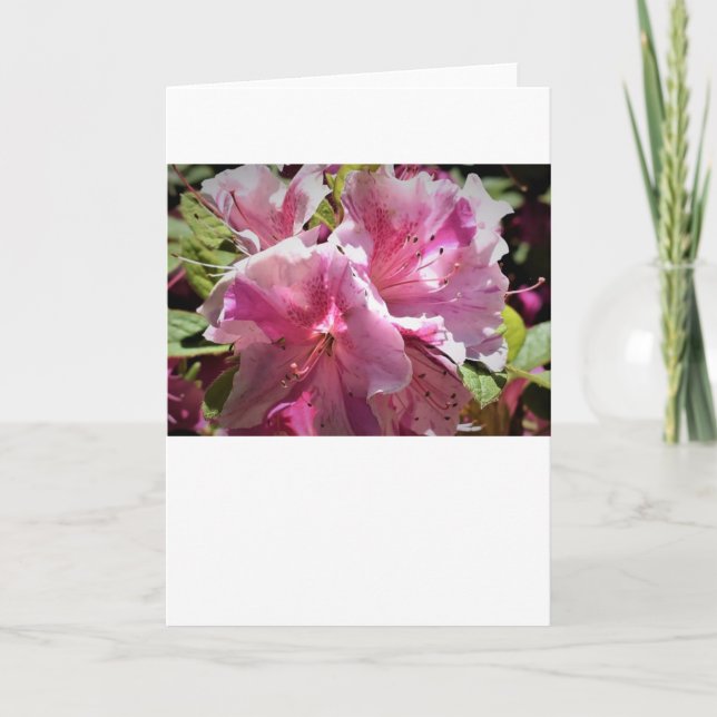 Azalea, Karte (Vorderseite)