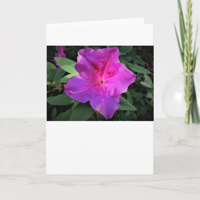 Azalea, Karte (Vorderseite)