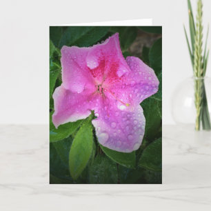 Azalea, Karte