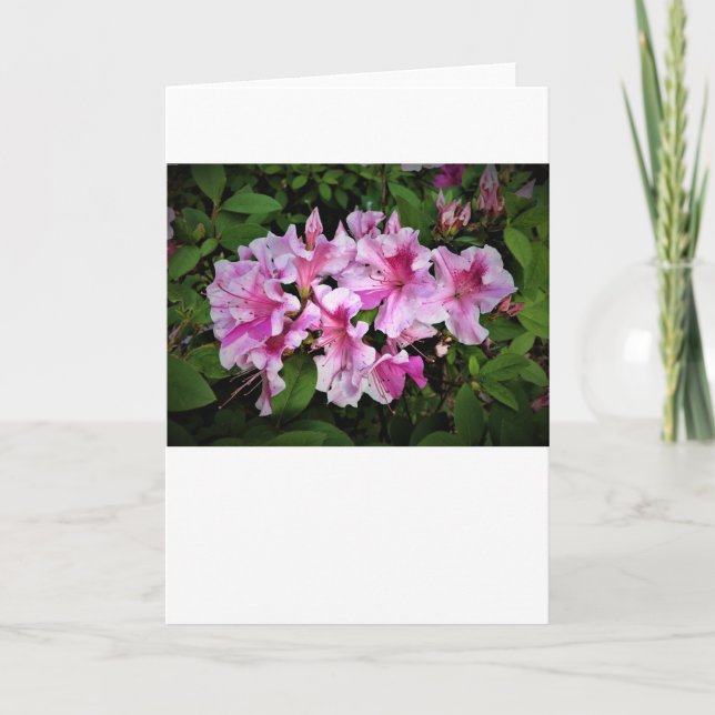 Azalea, Karte (Vorderseite)