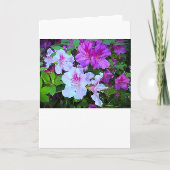 Azalea, Karte (Vorderseite)