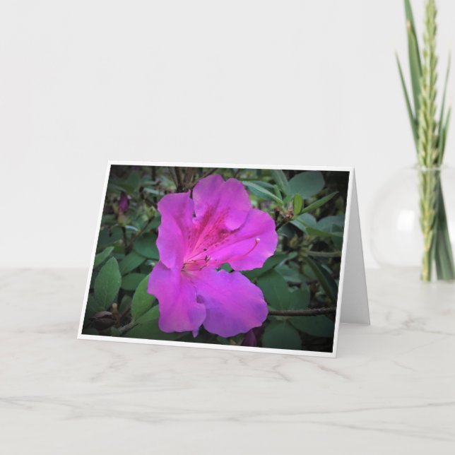 Azalea, Karte (Vorderseite)