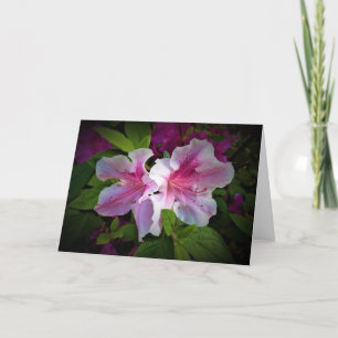 Azalea, Karte