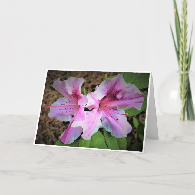 Azalea, Karte (Vorderseite)