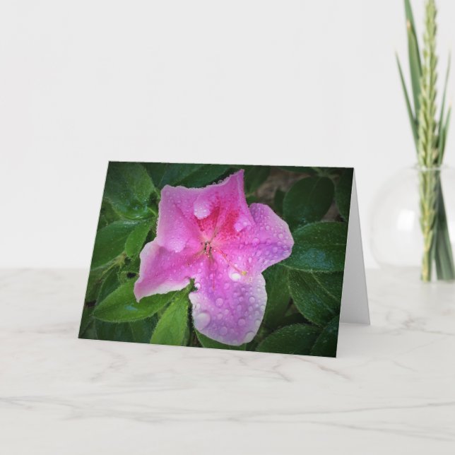 Azalea, Karte (Vorderseite)