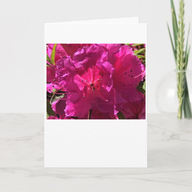 Azalea, Karte (Vorderseite)