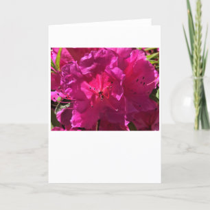 Azalea, Karte