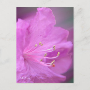 Azalea Nah-up Postkarte