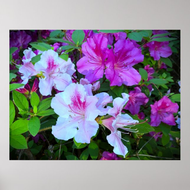 Azalea, Poster (Vorne)