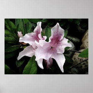 Azalea Poster