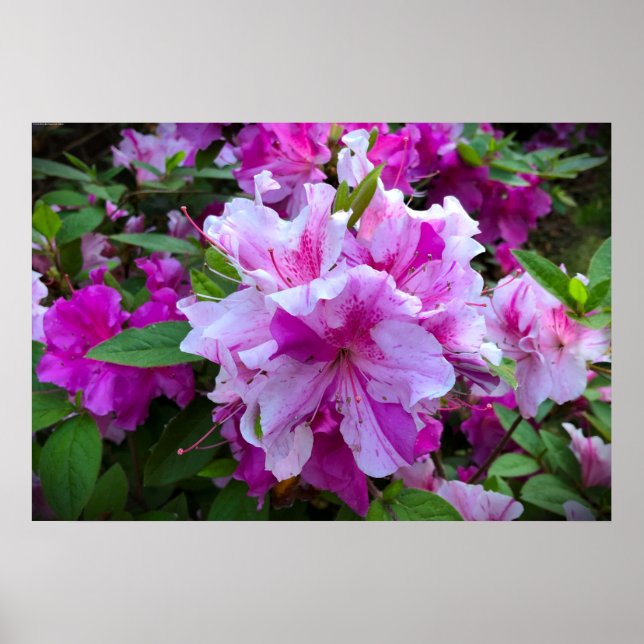 Azalea, Poster (Vorne)