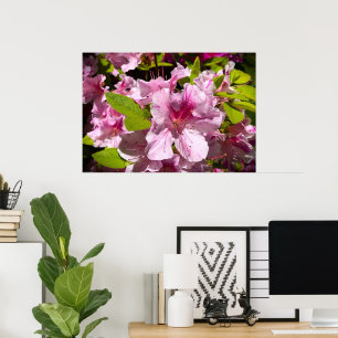 Azalea, Poster