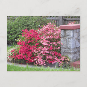 Azalea Wall Postkarte