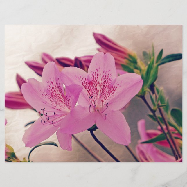 Azaleas (Vorderseite)