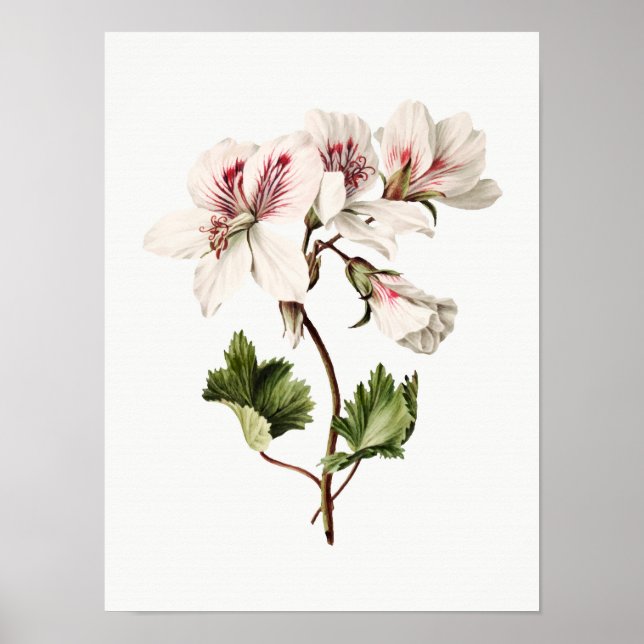Azaleas Poster (Vorne)