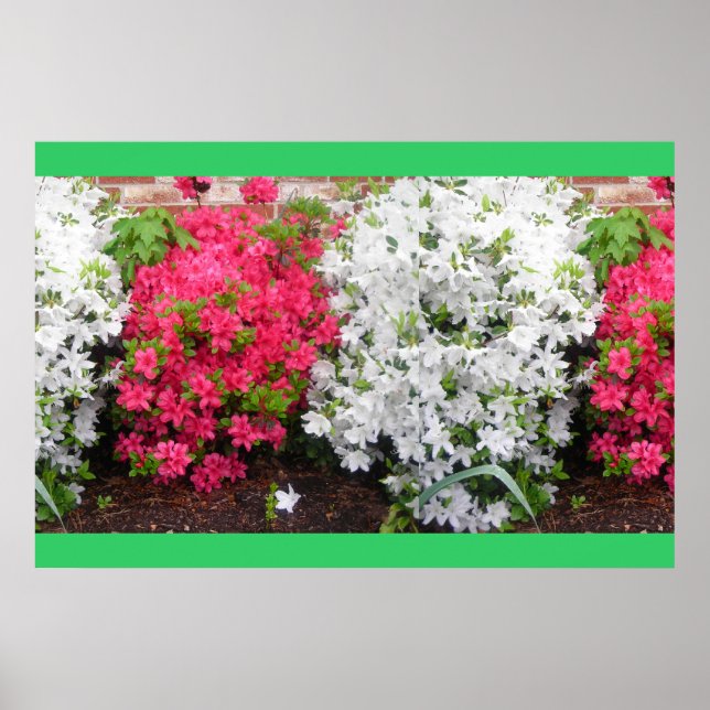 Azaleas Poster (Vorne)