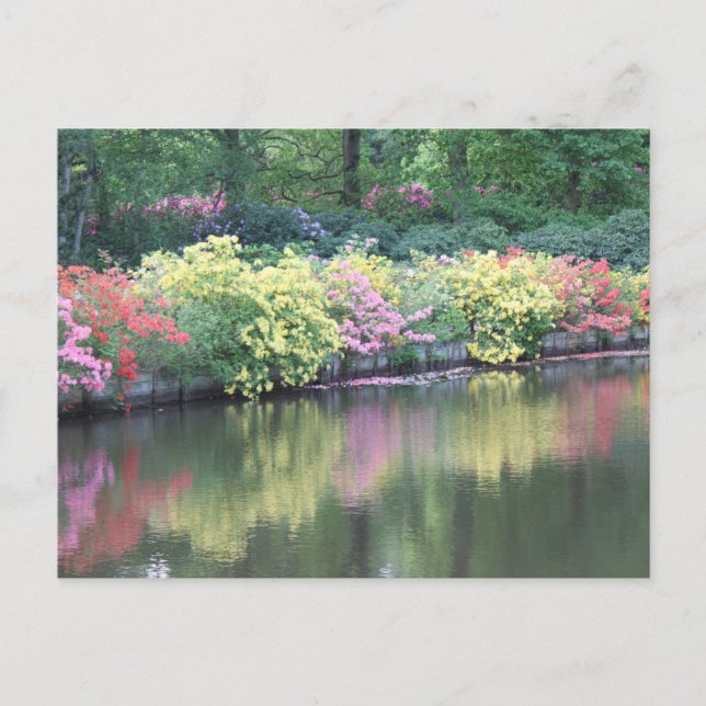 Azaleas Postkarte (Vorderseite)
