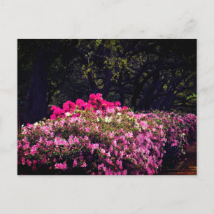 Azaleas Postkarte