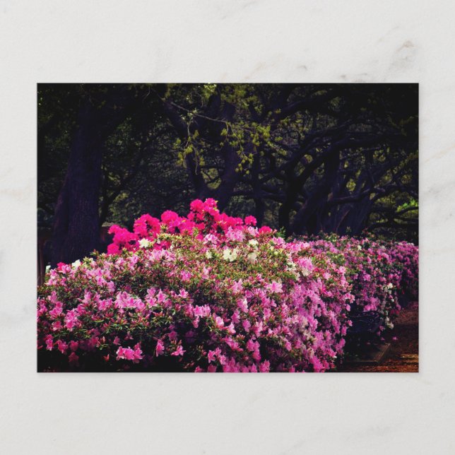 Azaleas Postkarte (Vorderseite)