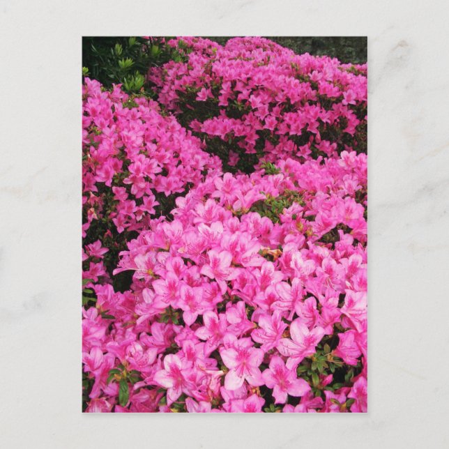 Azaleas Postkarte (Vorderseite)