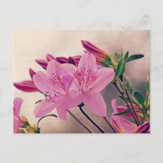 Azaleas Postkarte (Vorderseite)