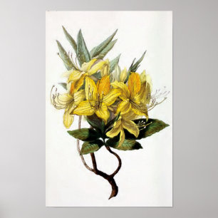"Azalee Pontica" Vintage Blumen-Illustration Poster