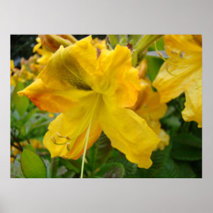 AZALEEN 10 Gelbe Azaleenblüten Kunstposter Poster
