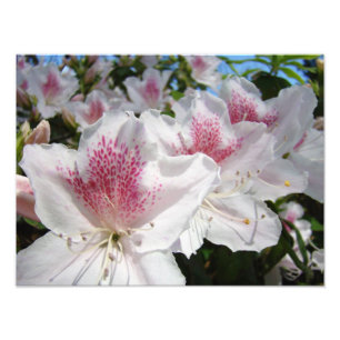 Azaleen-Blumengarten-Fotografie-Blumen Fotodruck