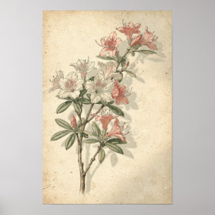 Azaleen-Botanikdruck Poster