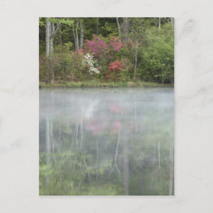 Azaleen, die zu Beginn in einem Teich nachsehen Postkarte