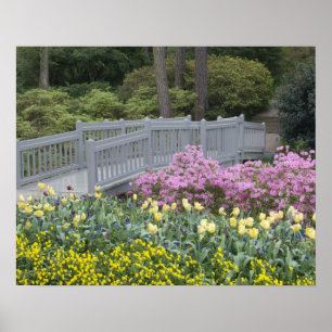 Azaleen-Heide-Familie (Ericaceae), Tulpe und Poster