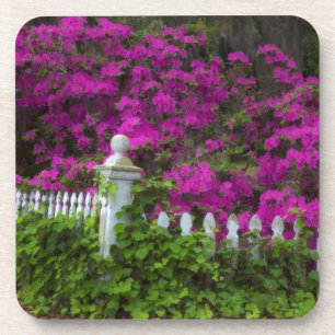 Azaleen im Frühling auf der historischen Insel de Untersetzer