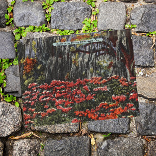 Azaleen in Bloom in Savannah GA Postkarten