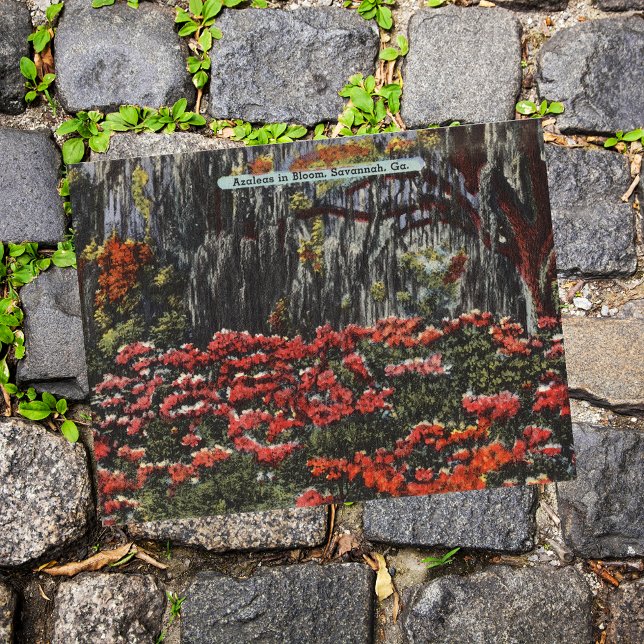Azaleen in Bloom in Savannah GA Postkarten (Von Creator hochgeladen)